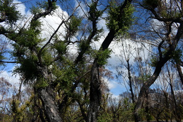 Tree canop regrowth after bushfire 