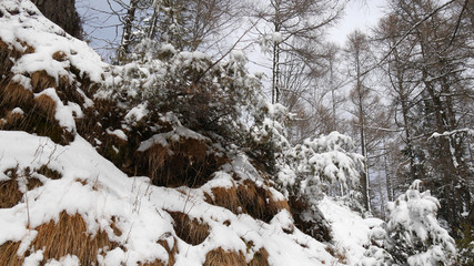 Fototapeta na wymiar Neve nel bosco di montagna