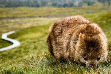 Wombat from Tasmania