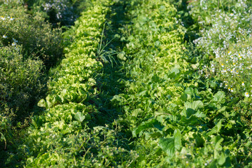Bio-Gemüse frisch vom Feld