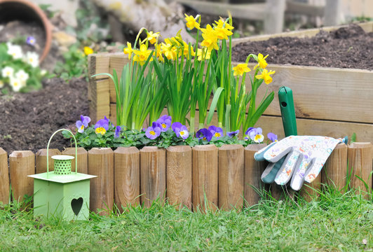 Daffodils And Viola In Flower Bed In A Garden 