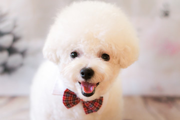 Bichon frisé Oscar