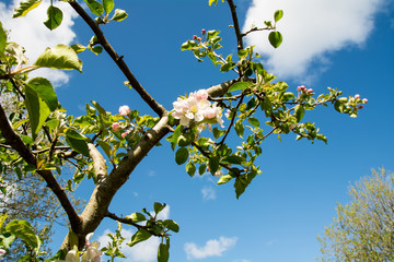 Apple Blossom
