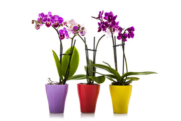 Naklejka na ściany i meble Three orchids in pots