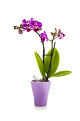 Naklejka na ściany i meble Orchid in pot on a white background.