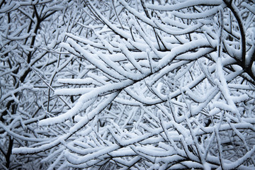 Snow-covered branches.