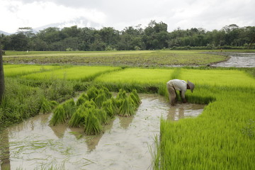 Javanese Traditional Farming
