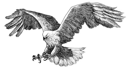 Fototapeta premium Eagle landing hand draw sketch black line on white background illustration.