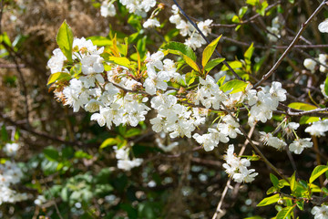 Pear tree blossom