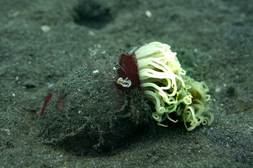 scuba diving animal