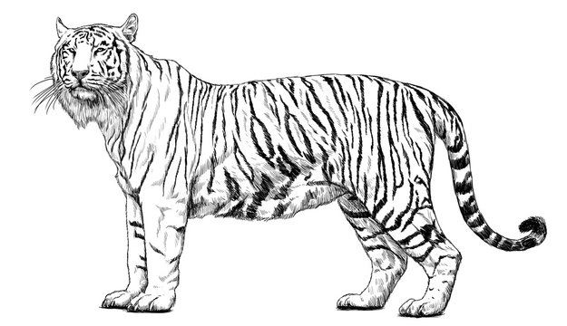 Tiger standing hand draw sketch black line on white background illustration.