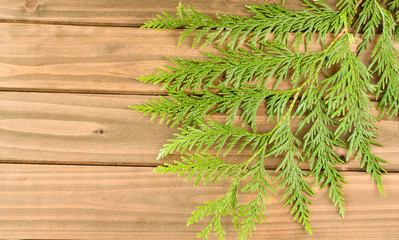 Christmas tree branches on wooden background