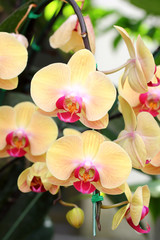 Fototapeta na wymiar yellow orchid phalaenopsis
