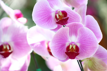 Fototapeta na wymiar Close-up of pink orchid