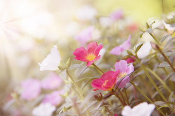 Colorful Common Purslane flowers