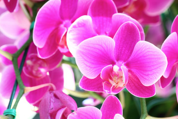 Obraz na płótnie Canvas Close-up of pink orchid phalaenopsis