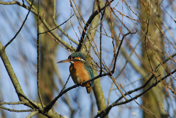 Eisvogel auf Ast