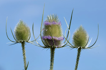 Wilde Karde