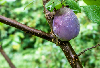 Ripe plum with drops of water on the branch