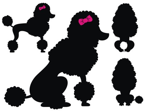 Poodle  dog vector silhouettes