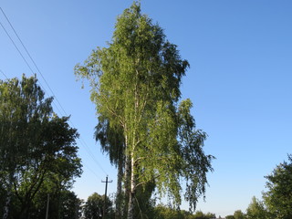 High birch. Village. Bryansk district. (The Vast Russia! Sergey, Bryansk.)