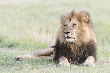 Male Lion (Panthera leo) portrait, lying down in savanna, Masai Mara, Kenya.