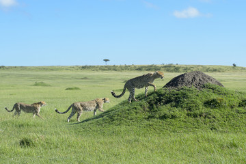 Fototapeta premium Three Cheetah (Acinonix jubatus) together on hill in savanna, Masai Mara, Kenya