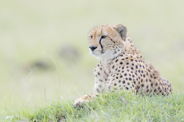 Cheetah (Acinonix jubatus) lying down on hill in savanna, Masai Mara, Kenya