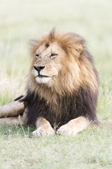 Obraz na płótnie Canvas Male Lion (Panthera leo) portrait, lying down in savanna, Masai Mara, Kenya.