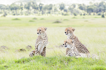 Three Cheetah (Acinonix jubatus) together on hill in savanna, Masai Mara, Kenya