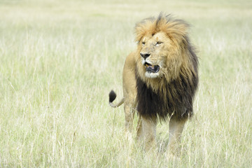 Obraz na płótnie Canvas Male lion (Panthera leo) standing in savannah, Masai Mara, Kenya