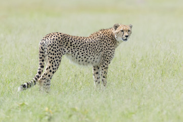 Cheetah (Acinonix jubatus) standing on savanna, looking at camera, Masai Mara, Kenya
