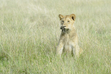 Young lion (Panthera leo) playing with grass, Masai Mara national reserve, Kenya