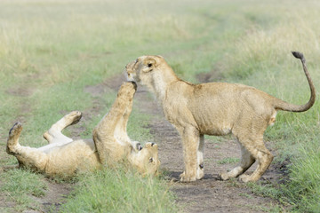 Young lions (Panthera leo) playing together, Masai Mara national reserve, Kenya