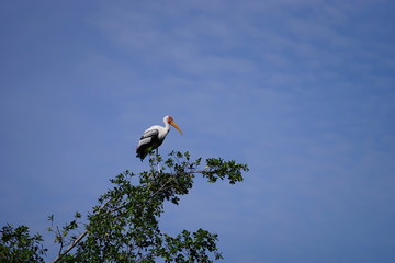 Birds are beautiful birds.