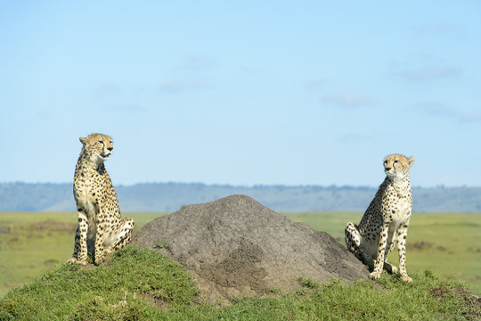 Two Cheetah (Acinonix jubatus) on hill in savanna, Masai Mara, Kenya