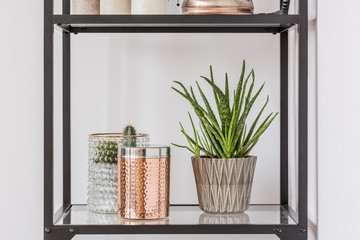 Plant and box on shelf