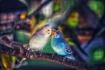 Birds are beautiful birds.
