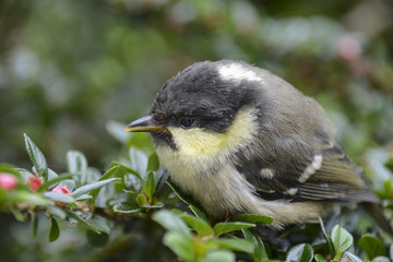 Baby Coaltit perches on a branch.