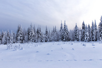 Spruce forest in winter. Winter landscape