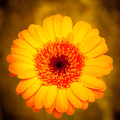 Gerbera
