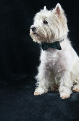 West Highland White Terrier portrait with bow tie, black background