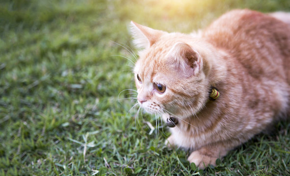 predator instinc of cat