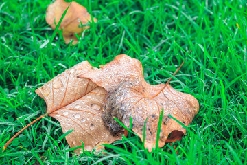 Fallen leave wet with dew on green grass