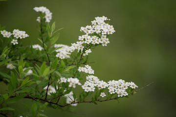 White flowers blossoming in spring or summer time, natural vintage background
