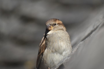 nature est découverte de la faune 