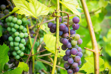 Bunches of grape in the vineyard. Selective focus. Shallow depth of field.