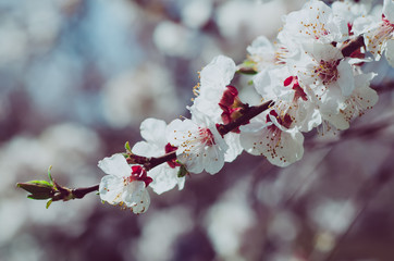 Blossoming of the apricot tree in spring time with white beautiful flowers. Macro image with copy space. Natural seasonal background.