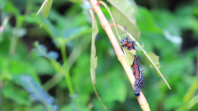 caterpillar worm striped black and white Walking eat on leaf  VDO 4K (Eupterote testacea, Hairy caterpillar)