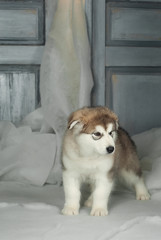 the puppy of the malamute is on a spoiled background